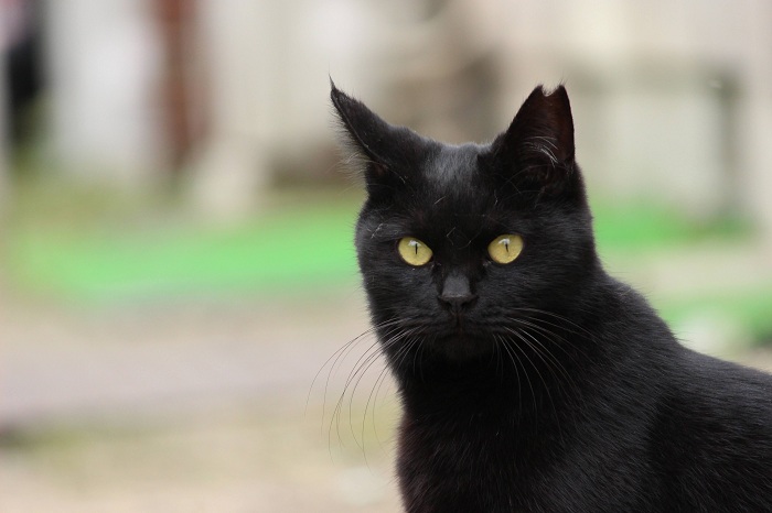 地域猫の写真