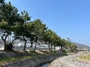出迎えの松