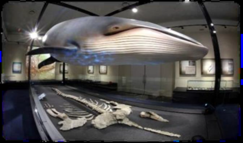 比和自然科学博物館クジラの化石