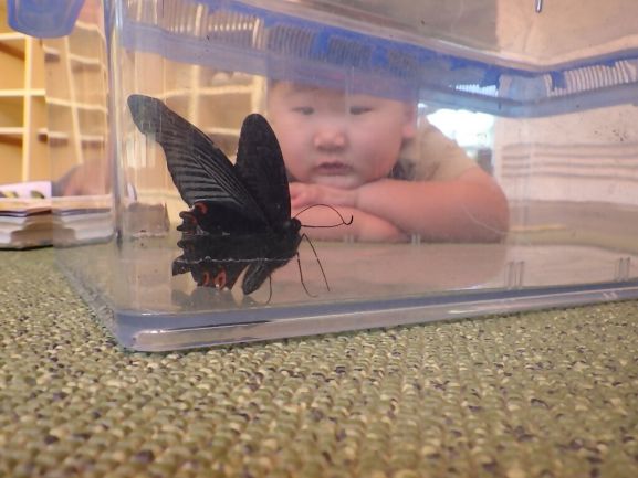 写真:ふしぎだな