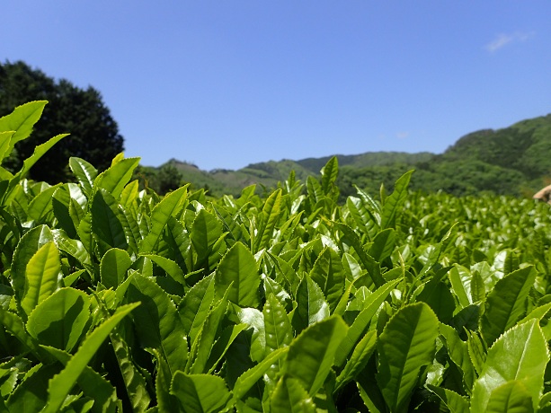 【吉賀町】夢見る茶畑 白谷清茶堂