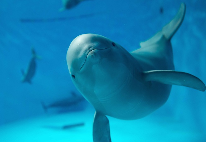 【廿日市市】宮島水族館