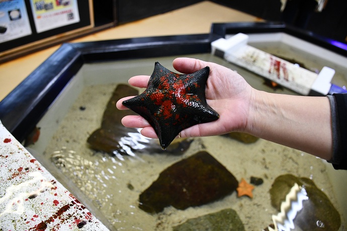 【江田島市】大柿自然環境体験学習交流館(さとうみ科学館)