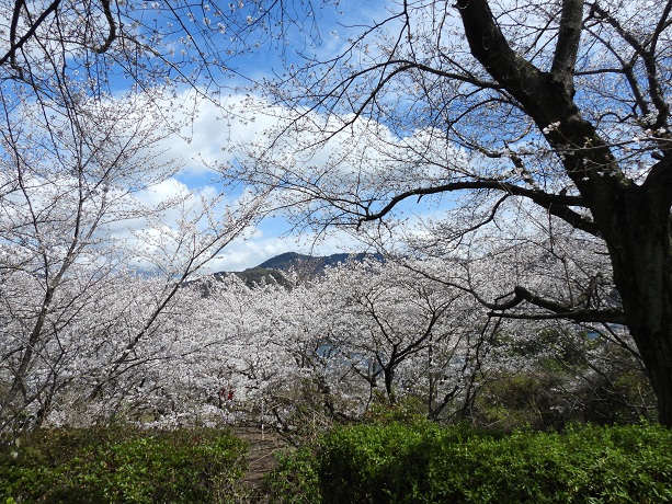 【坂町】横浜公園