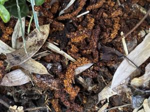 クビアカツヤカミキリのフラス