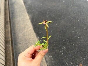 写真：ヒメマツバボタン