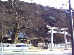 切幡神社と大ケヤキ、シイ林の画像
