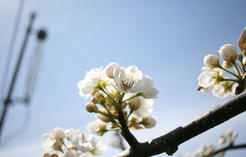 梨の花の写真（大豊農園）