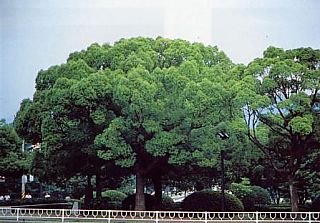広島市の木のクスノキの写真