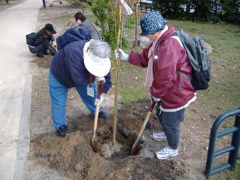 並木づくりボランティアの植樹活動の様子
