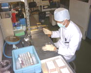 ウイルス分離検査:培養細胞への検体の接種の写真