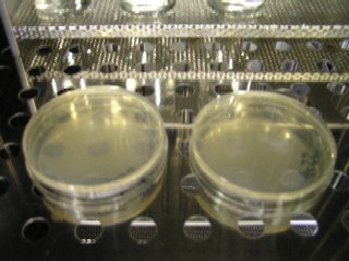一般細菌の試験(1)