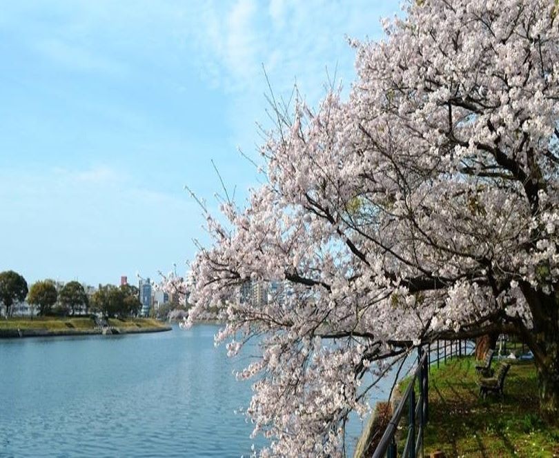 天満川沿いの桜