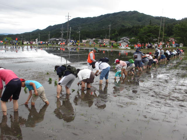 ボランティアによる海外援助米生産事業の画像