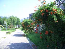 ノウゼンカズラの花(安川緑道)の画像