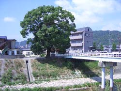 安川歩道橋脇のクスノキの画像