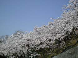 満開の桜(緑井浄水場)の画像
