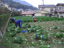 広島菜の収穫の画像