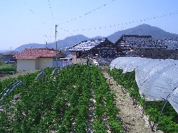 特産パセリの栽培風景の画像