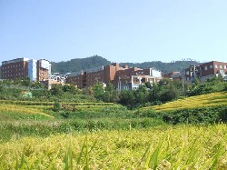 広島市立大学周辺の田園風景の画像