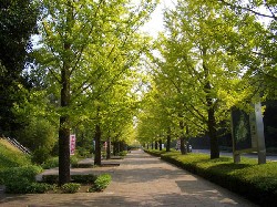 広島修道大学・ハーモニーロードの画像
