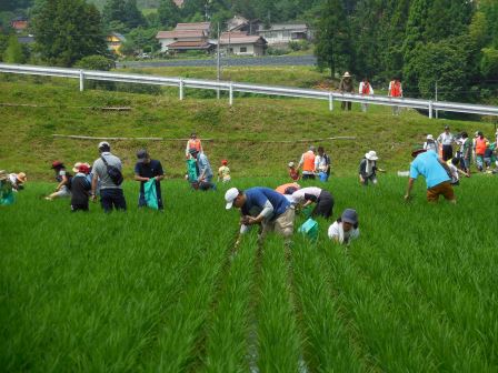 平成30年度　ボランティアによる海外援助米生産事業実施状況の画像2