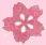 桜の花の絵の画像３