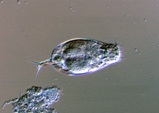 微生物コルレラの画像
