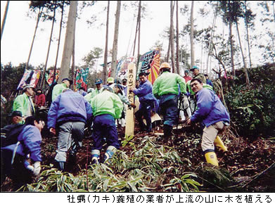 牡蠣(カキ)養殖の業者が上流の山に木を植えるの画像