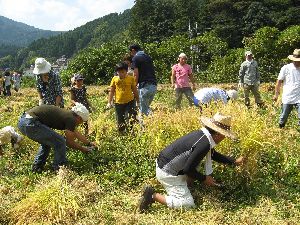 小河内地区　農業体験（稲刈り）の画像2
