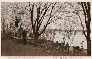 広島三篠河畔長寿園の桜花の絵葉書