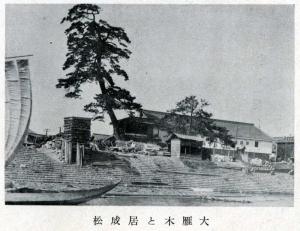 大雁木と居成松（三篠川）の写真
