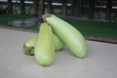 Karuga Eggplants (image picture)