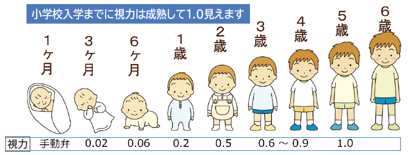 イラスト:小学校入学までに視力は成熟して1.0見えます